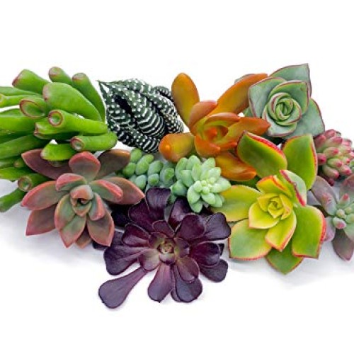 7 Live Succulent Cuttings, NO Roots on Plants, Succulents Plants L...