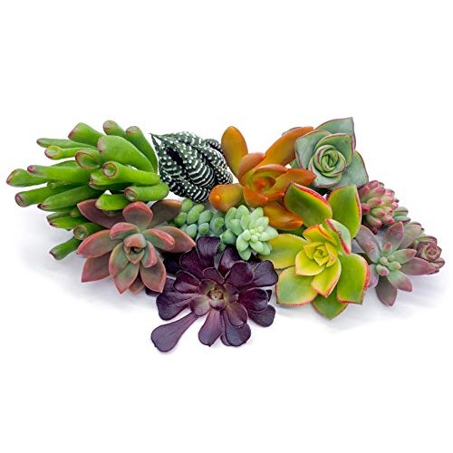 7 Live Succulent Cuttings, NO Roots on Plants, Succulents Plants L...