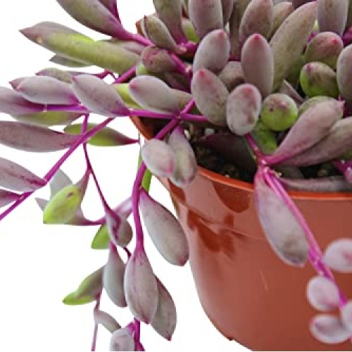 Live Succulent 4 Othonna Capensis Ruby Necklace, Succulents Plant...