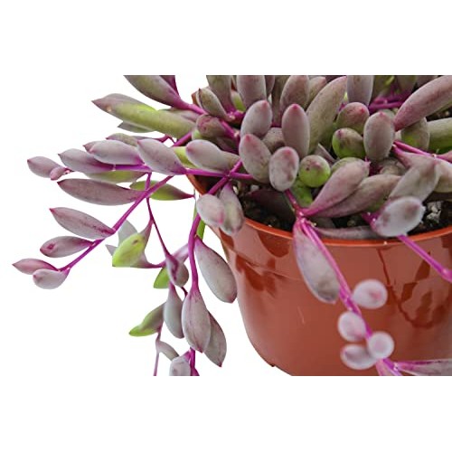 Live Succulent 4 Othonna Capensis Ruby Necklace, Succulents Plant...