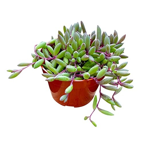 Live Succulent 4 Othonna Capensis Ruby Necklace, Succulents Plant...