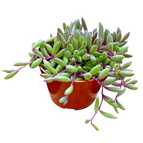 Live Succulent 4 Othonna Capensis Ruby Necklace, Succulents Plant...