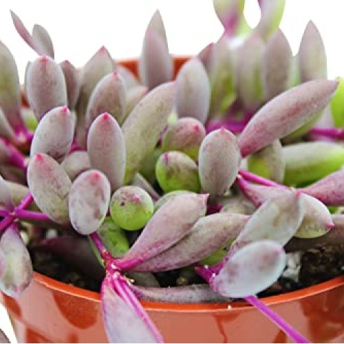 Live Succulent 4 Othonna Capensis Ruby Necklace, Succulents Plant...
