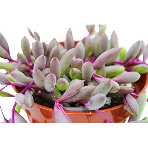 Live Succulent 4 Othonna Capensis Ruby Necklace, Succulents Plant...