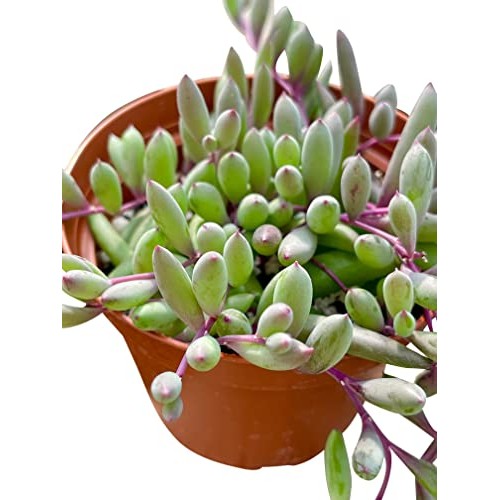 Live Succulent 4 Othonna Capensis Ruby Necklace, Succulents Plant...