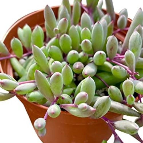Live Succulent 4 Othonna Capensis Ruby Necklace, Succulents Plant...