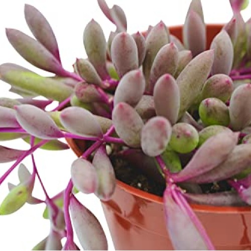 Live Succulent 4 Othonna Capensis Ruby Necklace, Succulents Plant...