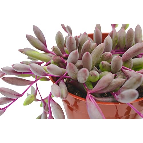 Live Succulent 4 Othonna Capensis Ruby Necklace, Succulents Plant...