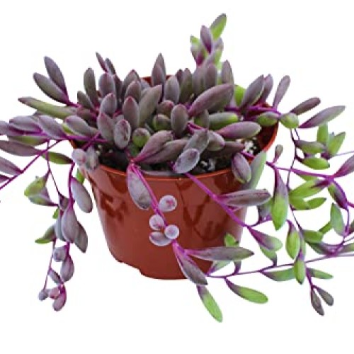 Live Succulent 4 Othonna Capensis Ruby Necklace, Succulents Plant...