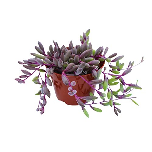 Live Succulent 4 Othonna Capensis Ruby Necklace, Succulents Plant...