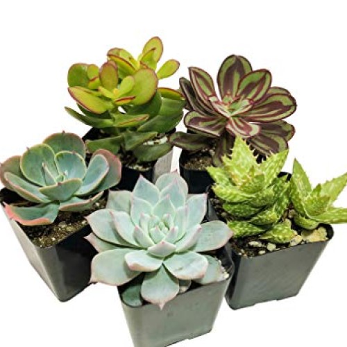 Real Live Succulent Plants 5 Pack, Fully Rooted in Planter Pots ...