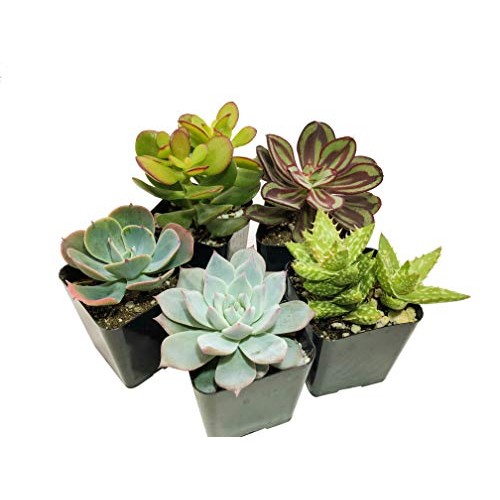 Real Live Succulent Plants 5 Pack, Fully Rooted in Planter Pots ...