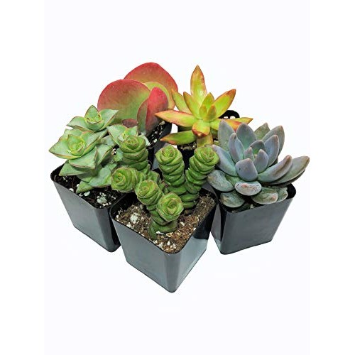 Real Live Succulent Plants 5 Pack, Fully Rooted in Planter Pots ...