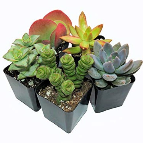 Real Live Succulent Plants 5 Pack, Fully Rooted in Planter Pots ...