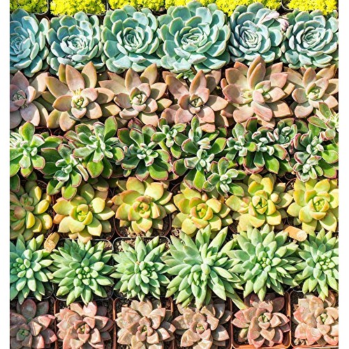 Real Live Succulent Plants 5 Pack, Fully Rooted in Planter Pots ...