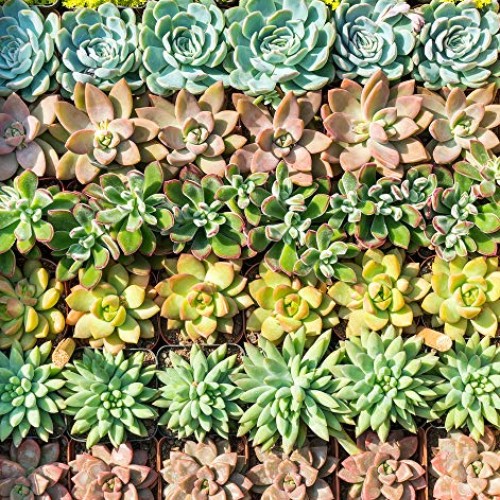 Real Live Succulent Plants 5 Pack, Fully Rooted in Planter Pots ...