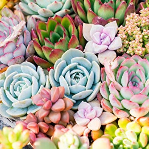 Real Live Succulent Plants 5 Pack, Fully Rooted in Planter Pots ...
