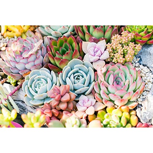 Real Live Succulent Plants 5 Pack, Fully Rooted in Planter Pots ...