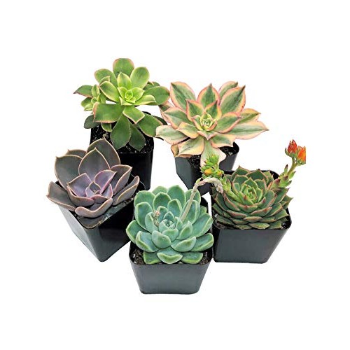 Real Live Succulent Plants 5 Pack, Fully Rooted in Planter Pots ...