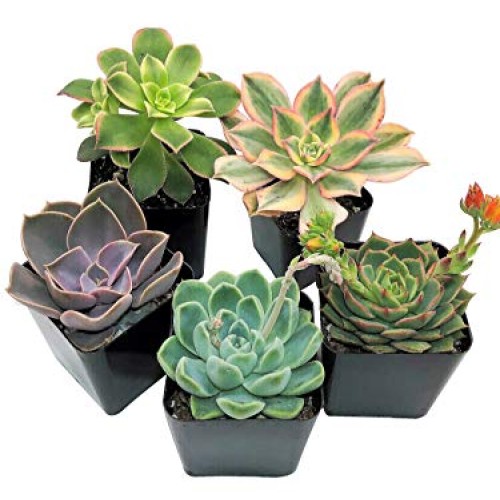 Real Live Succulent Plants 5 Pack, Fully Rooted in Planter Pots ...