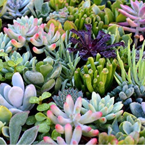 Succulent Plants 12-Pack, Fully Rooted in Planter Pots with Soil -...