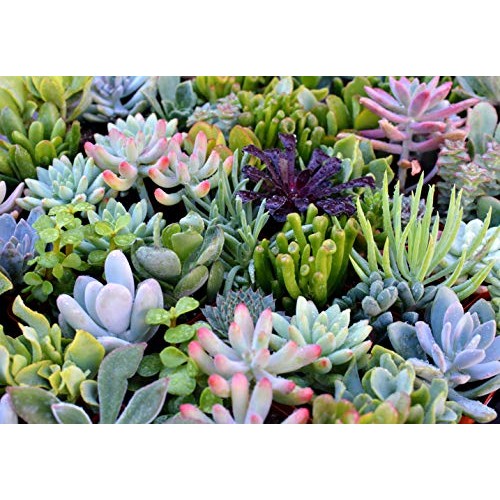 Succulent Plants 12-Pack, Fully Rooted in Planter Pots with Soil -...