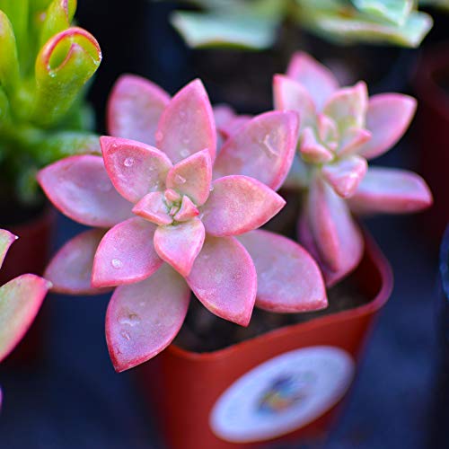 Succulent Plants 12-Pack, Fully Rooted in Planter Pots with Soil -...
