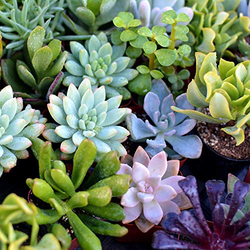 Succulent Plants 12-Pack, Fully Rooted in Planter Pots with Soil -...