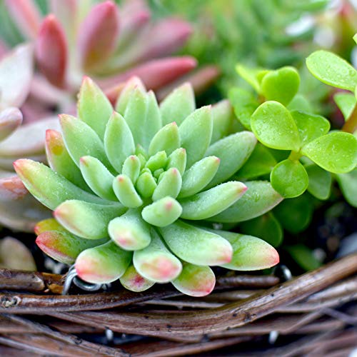 Succulent Plants 12-Pack, Fully Rooted in Planter Pots with Soil -...