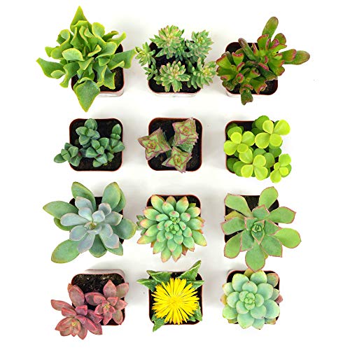 Succulent Plants 12-Pack, Fully Rooted in Planter Pots with Soil -...