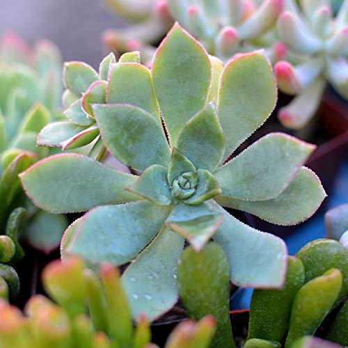 Succulent Plants 12-Pack, Fully Rooted in Planter Pots with Soil -...