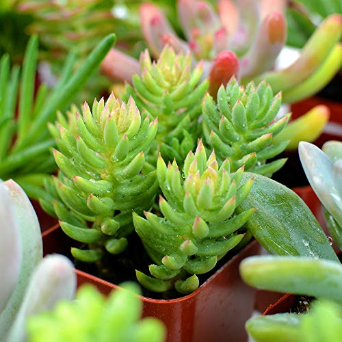 Succulent Plants 12-Pack, Fully Rooted in Planter Pots with Soil -...