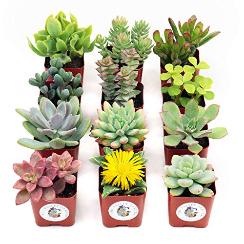 Succulent Plants 12-Pack, Fully Rooted in Planter Pots with Soil -...