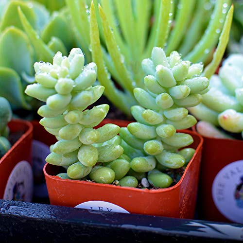 Succulent Plants 6-Pack, Fully Rooted in Planter Pots with Soil - ...