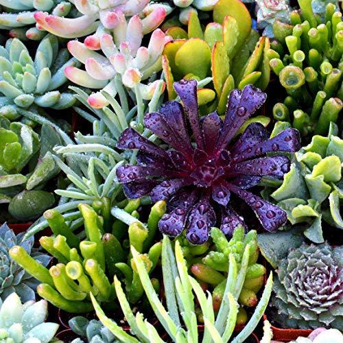 Succulent Plants 6-Pack, Fully Rooted in Planter Pots with Soil - ...