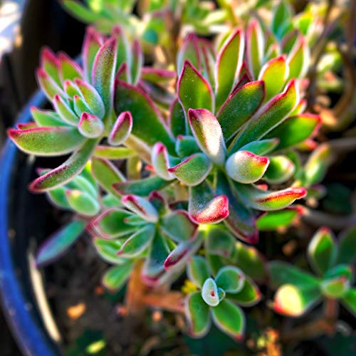 Succulent Plants 6-Pack, Fully Rooted in Planter Pots with Soil - ...