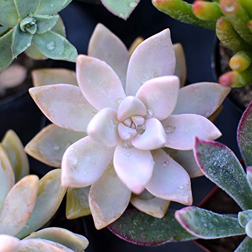 Succulent Plants 6-Pack, Fully Rooted in Planter Pots with Soil - ...