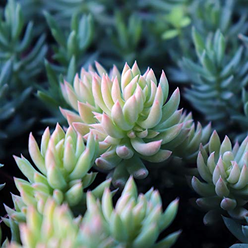 Succulent Plants 6-Pack, Fully Rooted in Planter Pots with Soil - ...