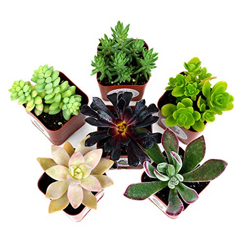 Succulent Plants 6-Pack, Fully Rooted in Planter Pots with Soil - ...