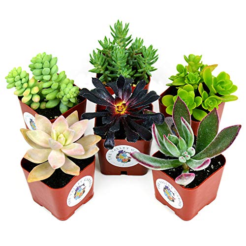 Succulent Plants 6-Pack, Fully Rooted in Planter Pots with Soil - ...