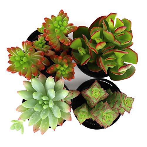 Succulents Plants Live,2.5 inch Pots,Fully Rooted in Planter Pots ...