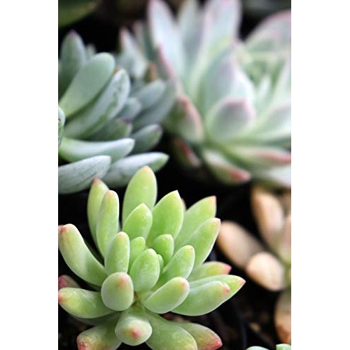 Succulents Plants Live,2.5 inch Pots,Fully Rooted in Planter Pots ...