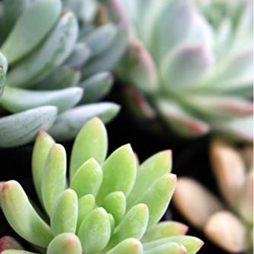 Succulents Plants Live,2.5 inch Pots,Fully Rooted in Planter Pots ...