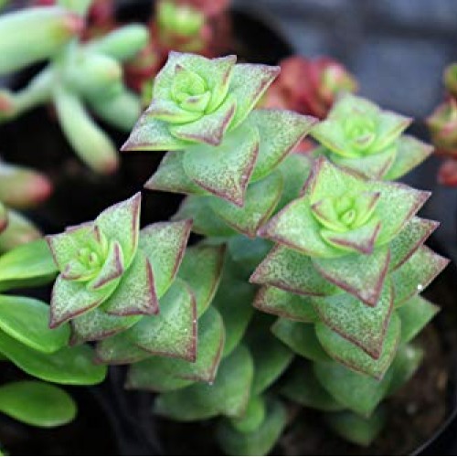 Succulents Plants Live,2.5 inch Pots,Fully Rooted in Planter Pots ...