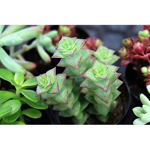 Succulents Plants Live,2.5 inch Pots,Fully Rooted in Planter Pots ...