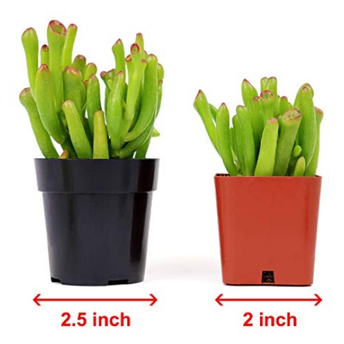 Succulents Plants Live,2.5 inch Pots,Fully Rooted in Planter Pots ...