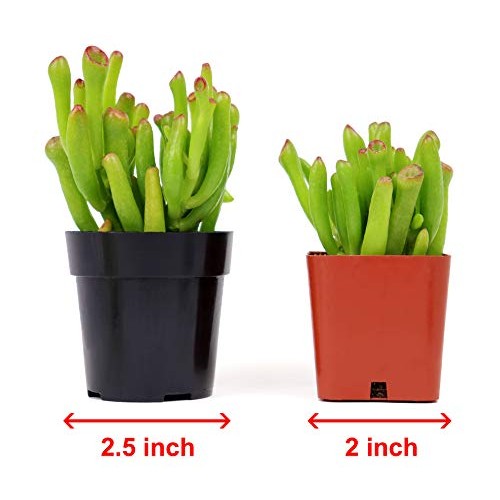 Succulents Plants Live,2.5 inch Pots,Fully Rooted in Planter Pots ...