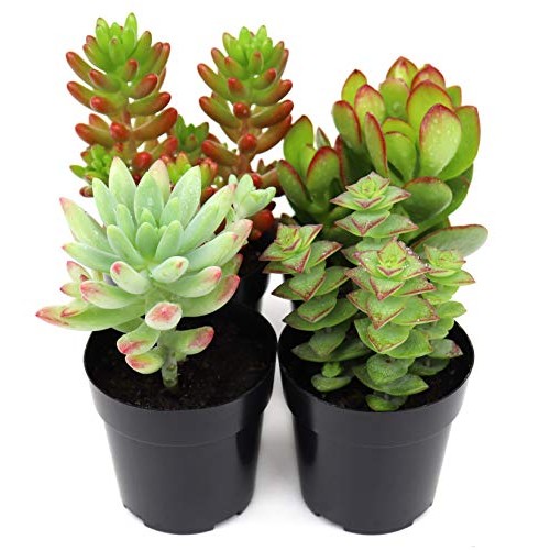 Succulents Plants Live,2.5 inch Pots,Fully Rooted in Planter Pots ...