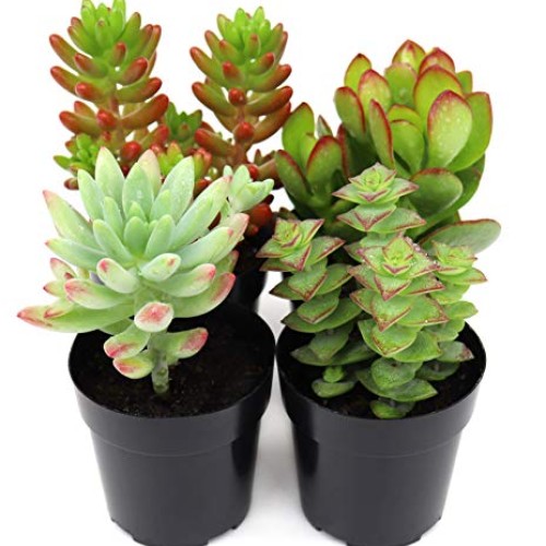Succulents Plants Live,2.5 inch Pots,Fully Rooted in Planter Pots ...