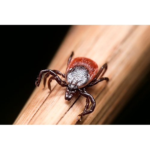 Thermacell Tick Control Tubes for Yards; 24 Tubes; Protects 1 Acre...